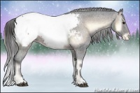 Horse Color:Brown Onyx Appaloosa