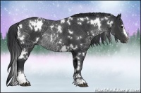 Horse Color:White Spotted Black Sabino