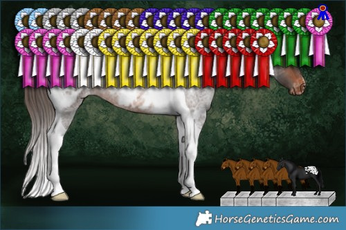 Horse Color:Brown Roan Tobiano Appaloosa 