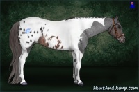 Horse Color:Brown Roan Tobiano Appaloosa