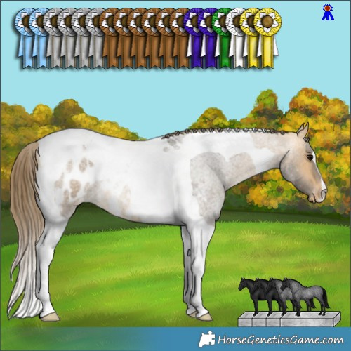 Horse Color:Buckskin Roan Tobiano Appaloosa 