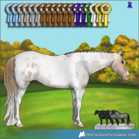 Horse Color:Buckskin Roan Tobiano Appaloosa