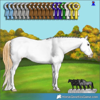 Horse Color:Buckskin Roan Tobiano Appaloosa 