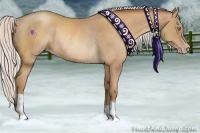 Horse Color:Silver Amber Champagne Rabicano