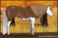 Horse Color:Chestnut Splash