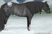 Horse Color:Black Appaloosa Rabicano