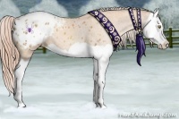Horse Color:Gold Champagne Splash Appaloosa 