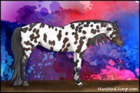 Horse Color:Brown Near Leopard