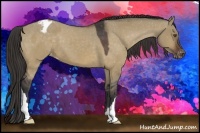 Horse Color:Bay Dun Appaloosa