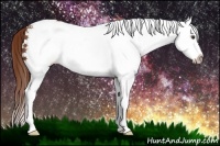 Horse Color:White Spotted Chestnut Splash