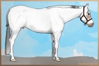 Horse Color:White Spotted Brown Tobiano Frame Near Leopard 