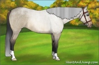 Horse Color:Bay Roan Dun Rabicano Brindle 