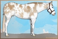 Horse Color:White Spotted Chestnut Sabino Splash 