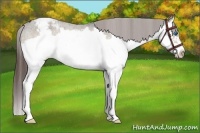 Horse Color:Brown Roan Dun Splash Frame Varnish