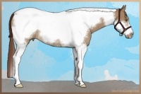 Horse Color:Liver Red Dun Tobiano Frame Rabicano