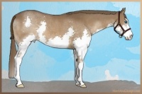 Horse Color:Liver Chestnut Sabino Splash