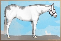 Horse Color:White Spotted Smoky Black Splash Frame Appaloosa