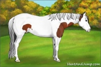 Horse Color:Bay Splash Tobiano