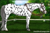 Horse Color:Black Appaloosa