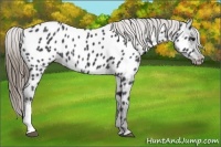 Horse Color:Smoky Black Near Leopard
