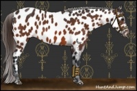 Horse Color:Bay Appaloosa Rabicano 