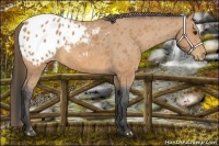 Horse Color:Buckskin Blanket 