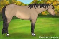 Horse Color:Buckskin Dun
