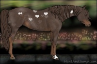 Horse Color:Liver Chestnut Rabicano