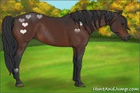 Horse Color:Bay Rabicano 