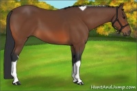 Horse Color:Bay Tobiano 