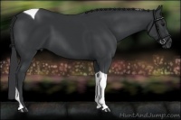Horse Color:Black Tobiano