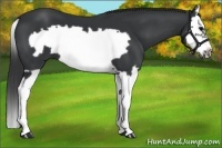 Horse Color:Black Splash Frame