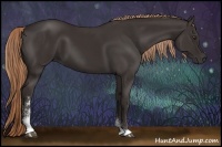 Horse Color:Liver Chestnut Sabino