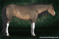 Horse Color:Buckskin 