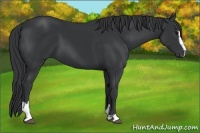 Horse Color:Black Sabino