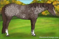 Horse Color:White Spotted Liver Chestnut Rabicano 