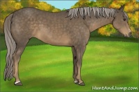 Horse Color:Chocolate Palomino Sabino