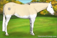 Horse Color:Silver Amber Cream Champagne Dun Splash 