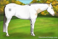 Horse Color:Amber Cream Champagne Dun Splash Tobiano Frame 