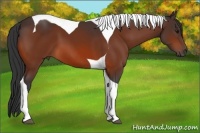 Horse Color:Bay Tobiano 