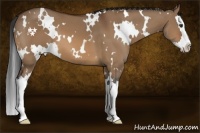 Horse Color:White Spotted Brown Dun Splash 