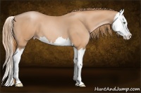 Horse Color:Gold Champagne Splash 