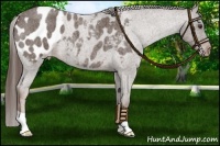 Horse Color:Liver Red Roan Appaloosa 