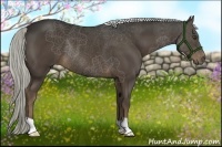Horse Color:Liver Chestnut Rabicano