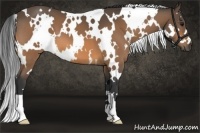 Horse Color:White Spotted Buckskin