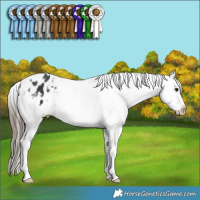 Horse Color:White Spotted Black Appaloosa