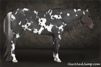 Horse Color:White Spotted Smoky Black Varnish 