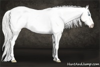 Horse Color:Silver Perlino Near Fewspot 