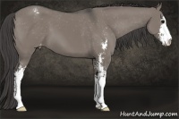 Horse Color:Grullo Sabino Appaloosa
