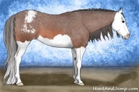 Horse Color:Bay Splash Appaloosa
